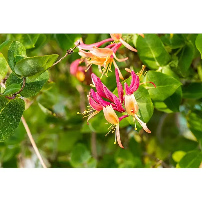 Pflanzen für dich Heckenmyrthe 150-200 cm - Lonicera heckrottii 'Goldflame', Mehrfarbig - Lebhaft pinke und orange Geißblattblüten blühen inmitten grüner Blätter.
