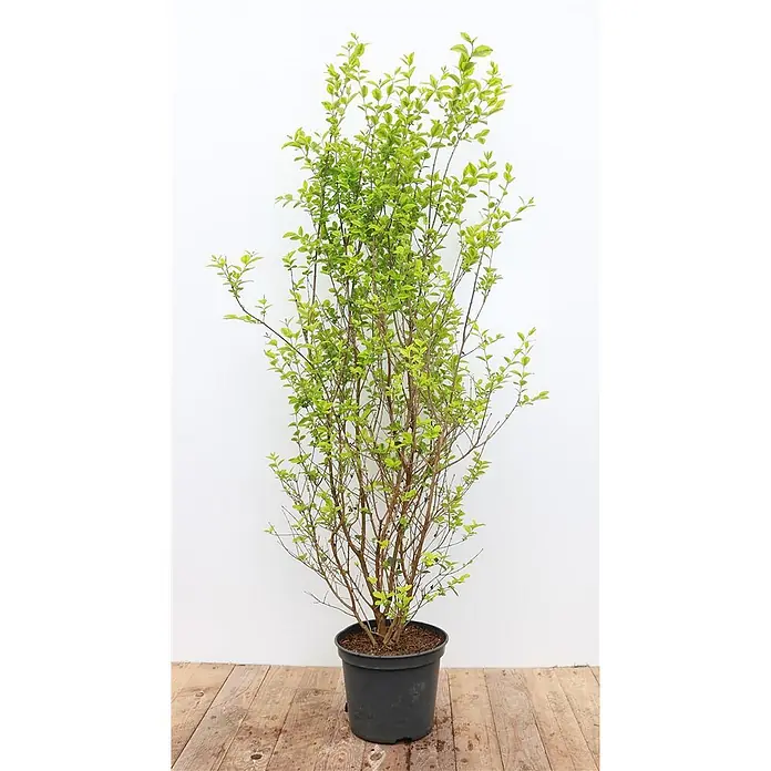 Pflanzen für dich Liguster 100-125 cm - Ligustrum ovalifolium 'Aureum', Aktuelle Wuchshöhe: 100 cm - 125 cm - Hohe, belaubte Grünpflanze mit vielen braunen Ästen in einem schwarzen Kunststofftopf.