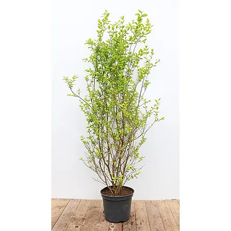 Pflanzen für dich  Liguster 100-125 cm