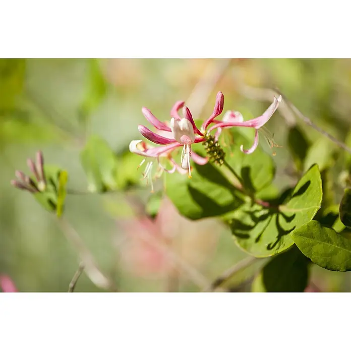 Pflanzen für dich Heckenmyrthe 150-200 cm - Lonicera heckrottii 'Goldflame', Mehrfarbig - Nahaufnahme von rosa und weißen Geißblattblüten, die an einer grünen Ranke in natürlichem Sonnenlicht blühen.