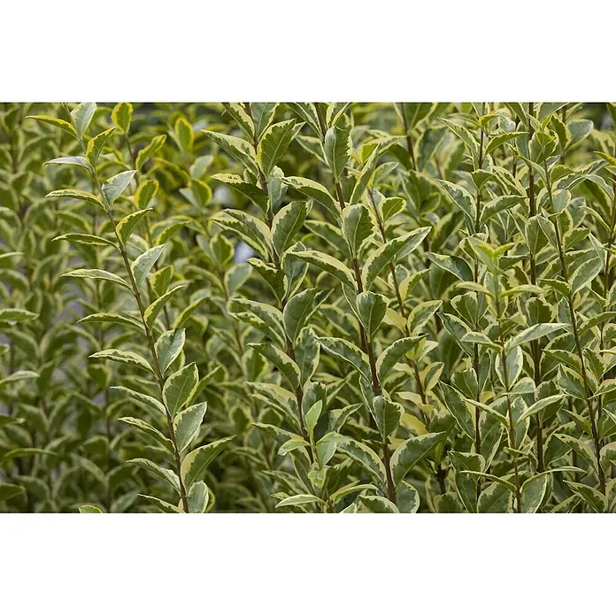 Pflanzen für dich Liguster 100-125 cm - Ligustrum ovalifolium 'Aureum', Aktuelle Wuchshöhe: 100 cm - 125 cm - Nahaufnahme von dichten, grün-gelb panaschierten Blättern, die eine üppige Pflanze zeigen.