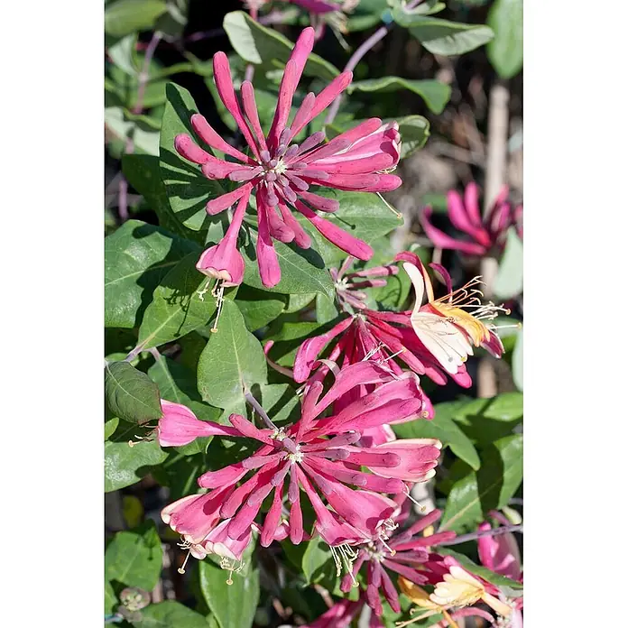 Pflanzen für dich Heckenmyrthe 150-200 cm - Lonicera heckrottii 'Goldflame', Mehrfarbig - Leuchtend rosa, trompetenförmige Geißblattblüten in Büscheln zwischen grünen Blättern.