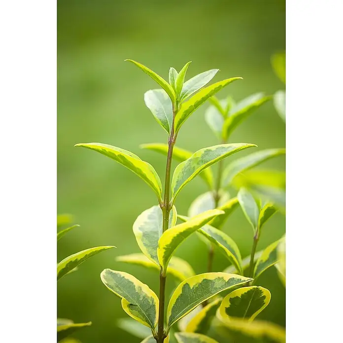 Pflanzen für dich Liguster 100-125 cm - Ligustrum ovalifolium 'Aureum', Aktuelle Wuchshöhe: 100 cm - 125 cm - Lebendige, panaschierte Pflanze mit grünen und gelben Blättern.