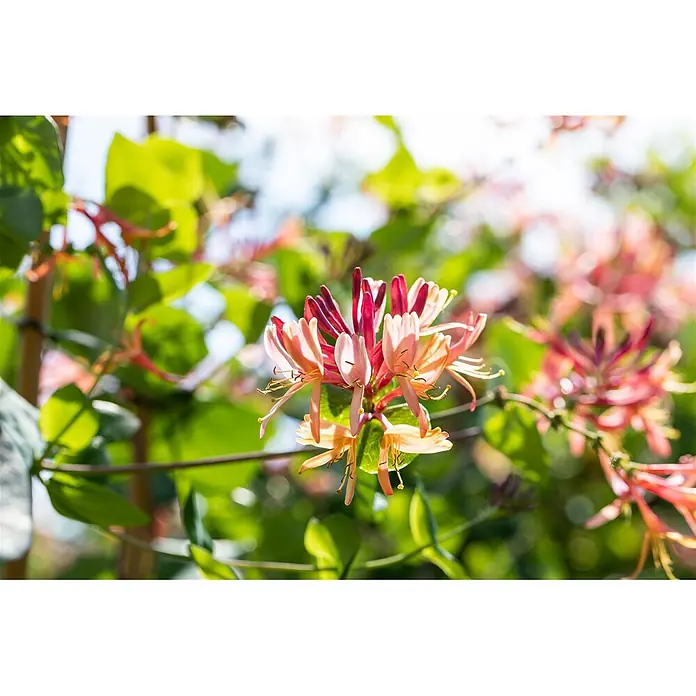 Pflanzen für dich Heckenmyrthe 150-200 cm - Lonicera heckrottii 'Goldflame', Mehrfarbig - Rosa-orangefarbene Geißblattblüten blühen.