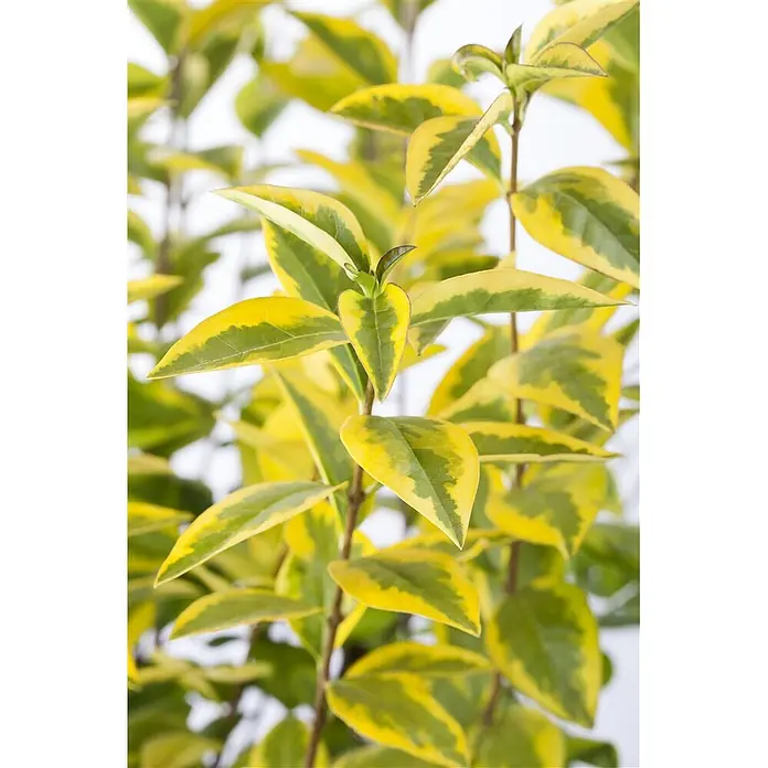 Pflanzen für dich Liguster 100-125 cm - Ligustrum ovalifolium 'Aureum', Aktuelle Wuchshöhe: 100 cm - 125 cm - Pflanze mit lebhaft grünen und gelb panaschierten, spitz zulaufenden Blättern.