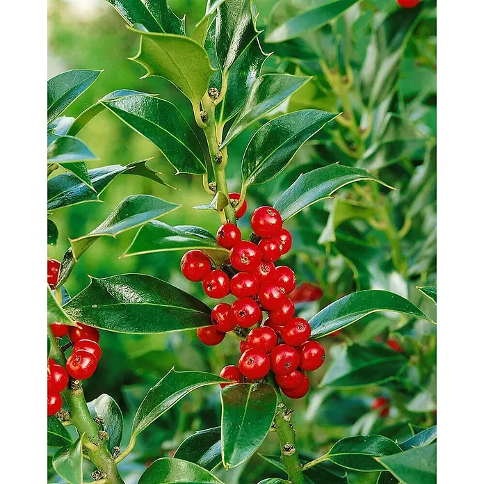 Pflanzen für dich Gemeine Stechpalme Stechpalme - Ilex aquifolium 'Pyramidalis', Aktuelle Wuchshöhe: 80 cm - 100 cm - Üppige grüne Stechpalmenpflanze mit leuchtend roten Beeren.