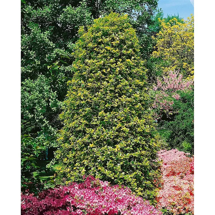 Pflanzen für dich Gemeine Stechpalme Stechpalme - Ilex aquifolium 'Pyramidalis', Aktuelle Wuchshöhe: 80 cm - 100 cm - Hohe, kegelförmige Pflanze mit panaschierten grün-gelben Blättern, umgeben von bunten Gartenblumen.