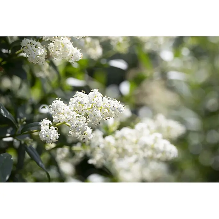 Pflanzen für dich Liguster 100-125 cm - Ligustrum vulgare, Aktuelle Wuchshöhe: 100 cm - 125 cm - Büschel kleiner weißer Blüten mit hellbraunen Staubblättern, die an einer grünen Blattpflanze blühen.