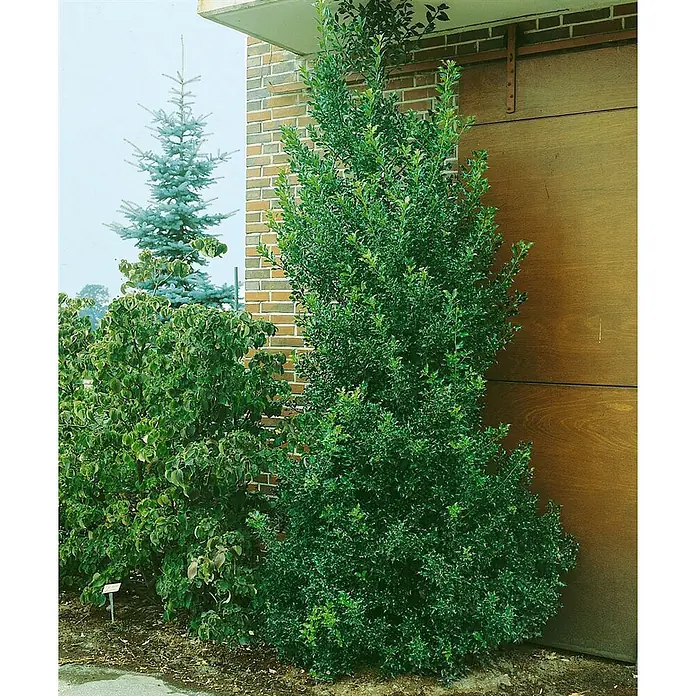 Pflanzen für dich Gemeine Stechpalme Stechpalme - Ilex aquifolium 'Pyramidalis', Aktuelle Wuchshöhe: 80 cm - 100 cm - Hoher, schmaler, dunkelgrüner immergrüner Strauch vor einem Backsteingebäude gepflanzt.