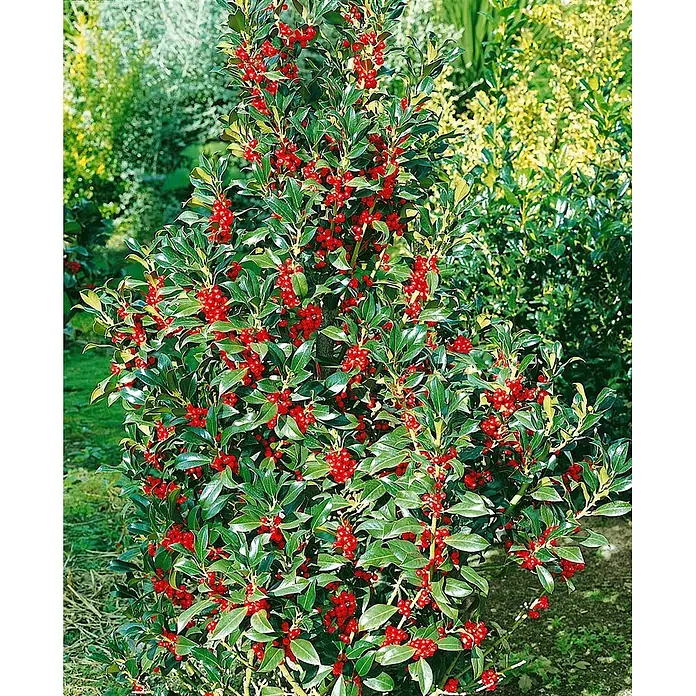 Pflanzen für dich Gemeine Stechpalme Stechpalme - Ilex aquifolium 'Pyramidalis', Aktuelle Wuchshöhe: 80 cm - 100 cm - Ein dichter, aufrechter Strauch mit glänzenden grünen Blättern und zahlreichen leuchtend roten Beeren.
