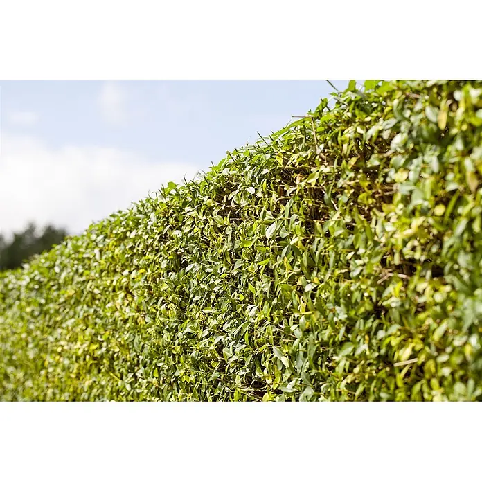 Pflanzen für dich Liguster 100-125 cm - Ligustrum vulgare, Aktuelle Wuchshöhe: 100 cm - 125 cm - Eine dichte, leuchtend grüne Hecke mit üppigem Laub unter einem hellen Himmel.