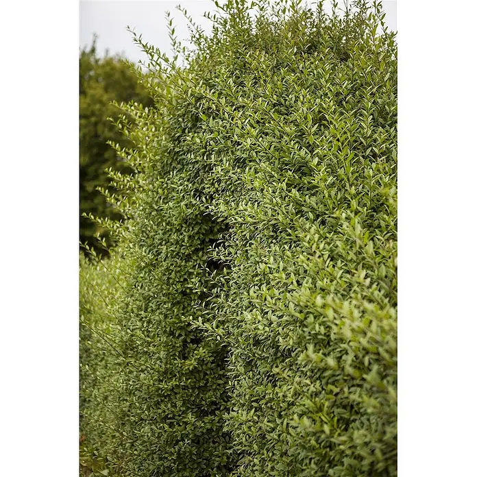 Pflanzen für dich Liguster 100-125 cm - Ligustrum vulgare, Aktuelle Wuchshöhe: 100 cm - 125 cm - Dichte grüne Hecke mit lebendigem Laub, ideal als natürlicher Sichtschutz.