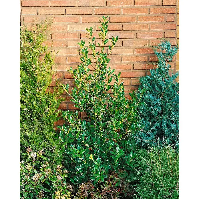 Pflanzen für dich Gemeine Stechpalme Stechpalme - Ilex aquifolium 'Pyramidalis', Aktuelle Wuchshöhe: 80 cm - 100 cm - Lebendige Gartengestaltung mit dunkelgrüner Stechpalme, hell- und blaugrünen Koniferen vor einer Ziegelwand.
