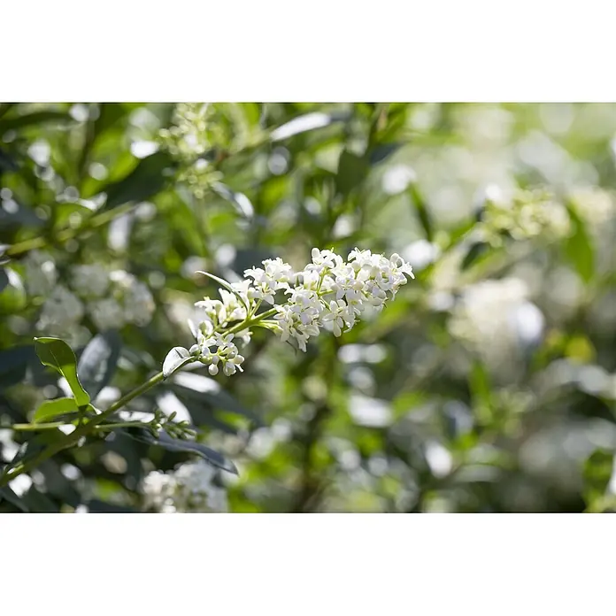 Pflanzen für dich Liguster 100-125 cm - Ligustrum vulgare, Aktuelle Wuchshöhe: 100 cm - 125 cm - Kleine weiße Blüten blühen an einem grünen Zweig.
