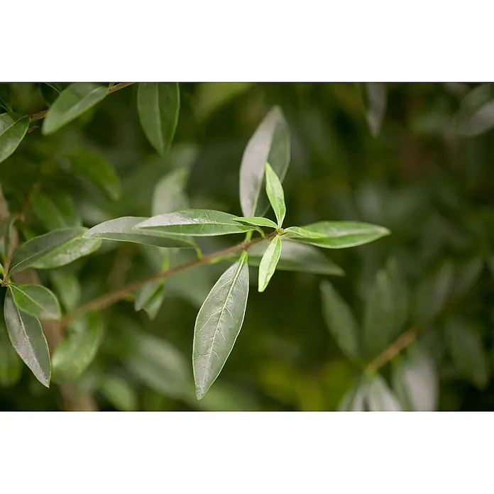 Pflanzen für dich Liguster 100-125 cm - Ligustrum vulgare, Aktuelle Wuchshöhe: 100 cm - 125 cm - Nahaufnahme eines Astes mit leuchtend grünen Blättern, einige neue Triebe heller gefärbt.