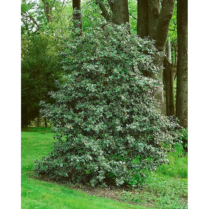Pflanzen für dich Gemeine Stechpalme 30-40 cm - Ilex aquifolium 'Rubricaulis Aurea', Aktuelle Wuchshöhe: 30 cm - 40 cm - Buntlaubige Stechpalme mit grün-weißen Blättern und roten Beeren im Garten.