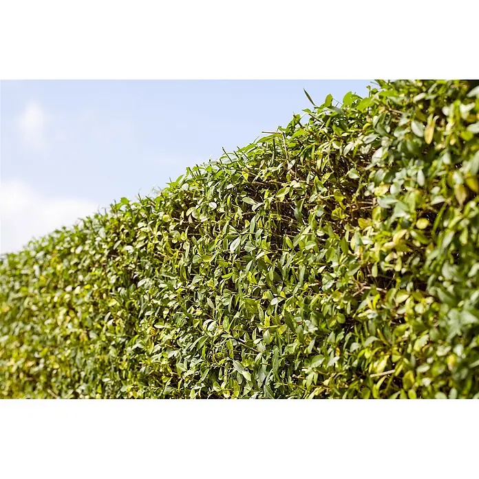Pflanzen für dich Liguster 100-125 cm - Ligustrum vulgare, Aktuelle Wuchshöhe: 100 cm - 125 cm - Dichte, leuchtend grüne Hecke mit kleinen Blättern, die eine natürliche Barriere vor blauem Himmel bildet.
