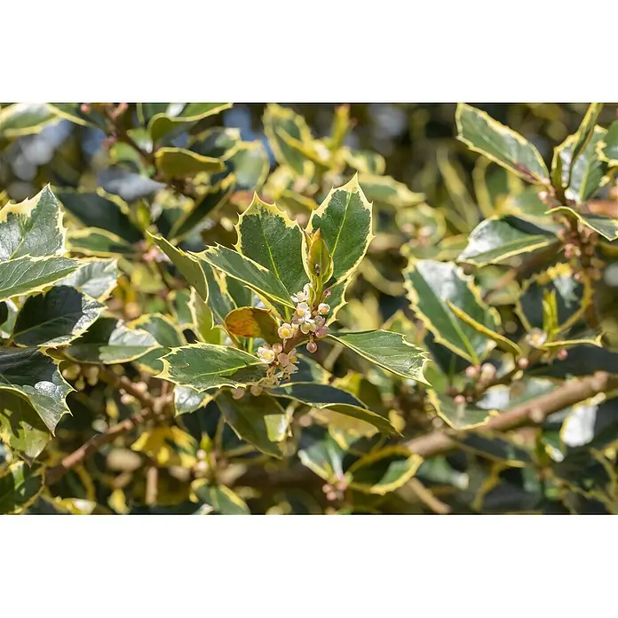Pflanzen für dich Gemeine Stechpalme 30-40 cm - Ilex aquifolium 'Rubricaulis Aurea', Aktuelle Wuchshöhe: 30 cm - 40 cm - Buntblättrige Stechpalme mit grün-gelben Blättern und kleinen weißen Blüten.