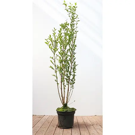 Pflanzen für dich  Liguster 100-125 cm
