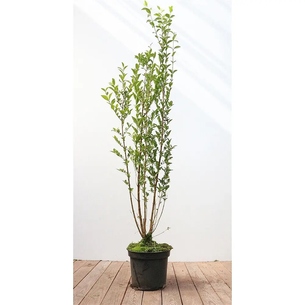 Pflanzen fr dich Liguster 100-125 cm online kaufen bei BAUHAUS