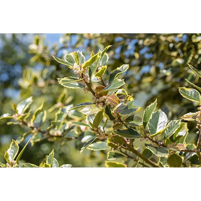 Pflanzen für dich Gemeine Stechpalme 30-40 cm - Ilex aquifolium 'Rubricaulis Aurea', Aktuelle Wuchshöhe: 30 cm - 40 cm - Nahaufnahme eines Pflanzenastes mit grün-gelb panaschierten Blättern und Gruppen kleiner, hellrosa Blütenknospen.