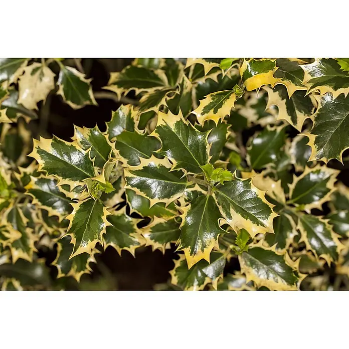 Pflanzen für dich Gemeine Stechpalme 30-40 cm - Ilex aquifolium 'Silver Queen', Aktuelle Wuchshöhe: 30 cm - 40 cm - Nahaufnahme von glänzenden, panaschierten Stechpalmenblättern mit dunkelgrüner Mitte und goldgelben, stacheligen Rändern.