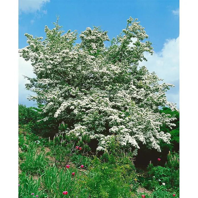 Pflanzen für dich Feuerdorn 60-100 cm - Crataegus monogyna, 60 cm - 100 cm, Weiß - Ein großer Baum, bedeckt mit kleinen weißen Blüten, vor blauem Himmel, mit grünem Laub und roten Tulpen im Vordergrund.