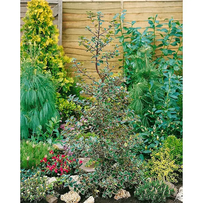 Pflanzen für dich Gemeine Stechpalme 30-40 cm - Ilex aquifolium 'Rubricaulis Aurea', Aktuelle Wuchshöhe: 30 cm - 40 cm - Buntblättrige Stechpalme mit grün-weiß geränderten Blättern, mittig in einem üppigen Garten.