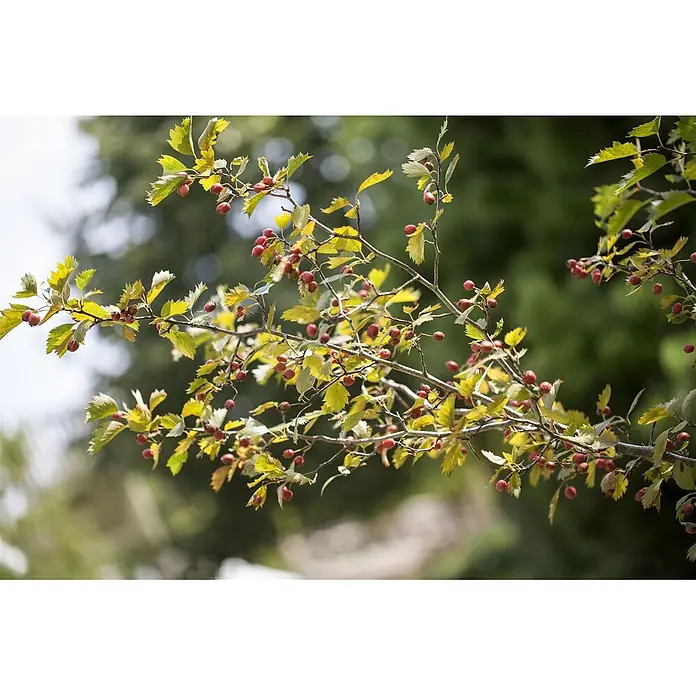 Pflanzen für dich Feuerdorn 60-100 cm - Crataegus monogyna, 60 cm - 100 cm, Weiß - Ast mit gelb-grünen Blättern und kleinen roten Beeren.