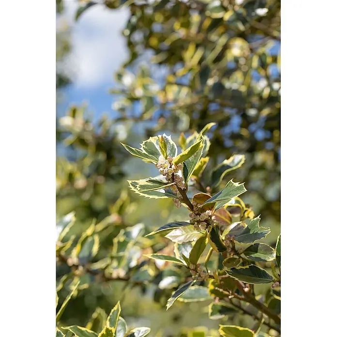 Pflanzen für dich Gemeine Stechpalme 30-40 cm - Ilex aquifolium 'Rubricaulis Aurea', Aktuelle Wuchshöhe: 30 cm - 40 cm - Zweig mit stacheligen, grün-gelb panaschierten Blättern und kleinen hellrosa Blütenknospen.