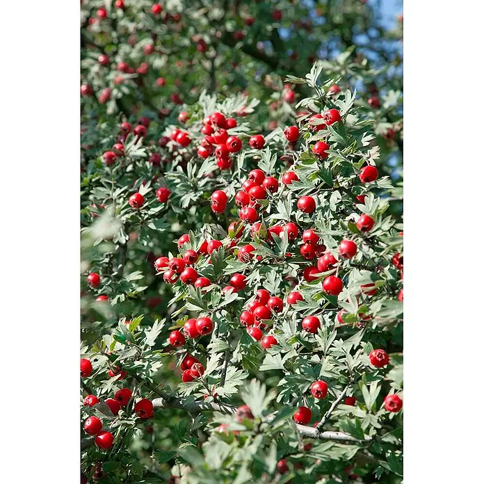 Pflanzen für dich Feuerdorn 60-100 cm - Crataegus monogyna, 60 cm - 100 cm, Weiß - Nahaufnahme eines Weißdornstrauchs mit vielen leuchtend roten Beeren und grünen, gelappten Blättern.