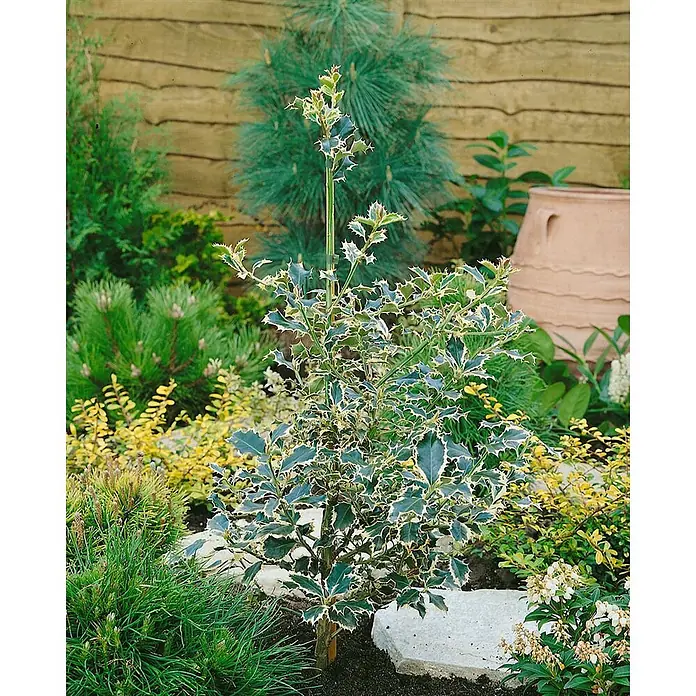 Pflanzen für dich Gemeine Stechpalme 30-40 cm - Ilex aquifolium 'Silver Queen', Aktuelle Wuchshöhe: 30 cm - 40 cm - Eine panaschierte Stechpalme mit grünen Blättern und cremeweißen Rändern, in einem Gartenbeet zwischen anderen Pflanzen und Steinen.