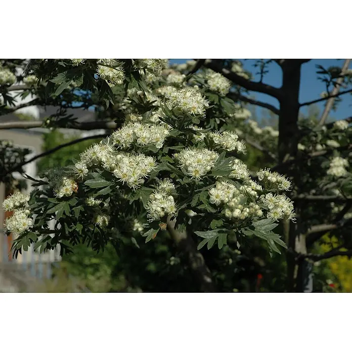 Pflanzen für dich Feuerdorn 60-100 cm - Crataegus monogyna, 60 cm - 100 cm, Weiß - Blütenzweig mit üppigen weißen Blüten und texturierten dunkelgrünen Blättern.