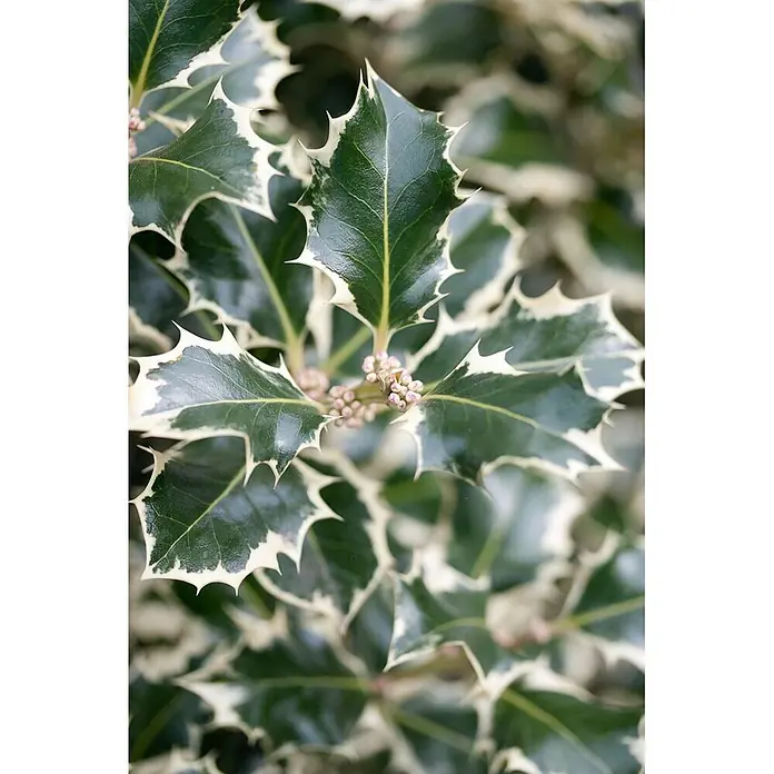 Pflanzen für dich Gemeine Stechpalme 30-40 cm - Ilex aquifolium 'Silver Queen', Aktuelle Wuchshöhe: 30 cm - 40 cm - Nahaufnahme von leuchtend grünen Stechpalmenblättern mit weißem Rand und kleinen rosa Blütenknospen.