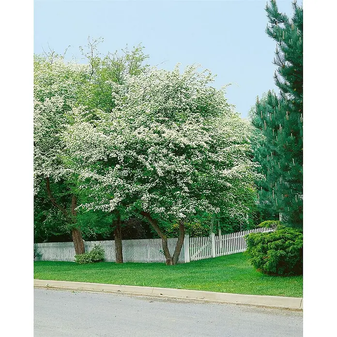 Pflanzen für dich Feuerdorn 60-100 cm - Crataegus monogyna, 60 cm - 100 cm, Weiß - Ein blühender Baum mit weißen Blüten neben einem weißen Lattenzaun.