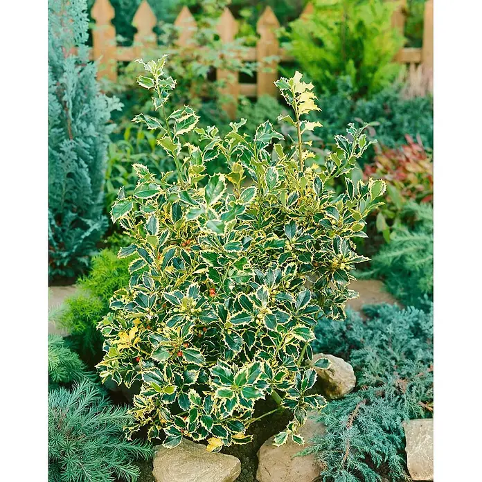 Pflanzen für dich Gemeine Stechpalme 30-40 cm - Ilex aquifolium 'Silver Queen', Aktuelle Wuchshöhe: 30 cm - 40 cm - Eine lebendige, panaschierte Stechpalme mit grünen und gelben Blättern und kleinen roten Beeren, wachsend in einem Garten zwischen anderen Pflanzen und Steinen.