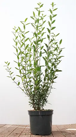 Pflanzen fr dich Liguster 100-125 cm online kaufen bei BAUHAUS