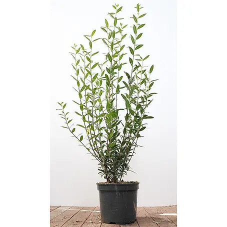 Pflanzen für dich  Liguster 100-125 cm