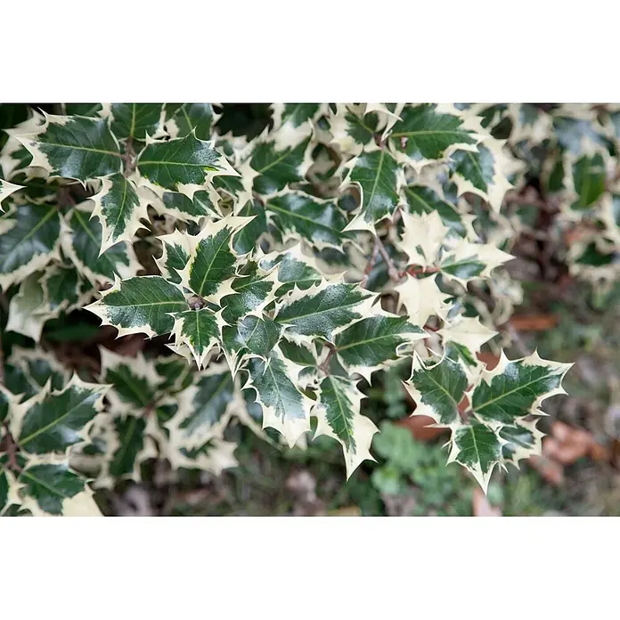 Pflanzen für dich Gemeine Stechpalme 30-40 cm - Ilex aquifolium 'Silver Queen', Aktuelle Wuchshöhe: 30 cm - 40 cm - Nahaufnahme von grün-weiß panaschierten Stechlaubblättern mit scharfen, stacheligen Rändern.
