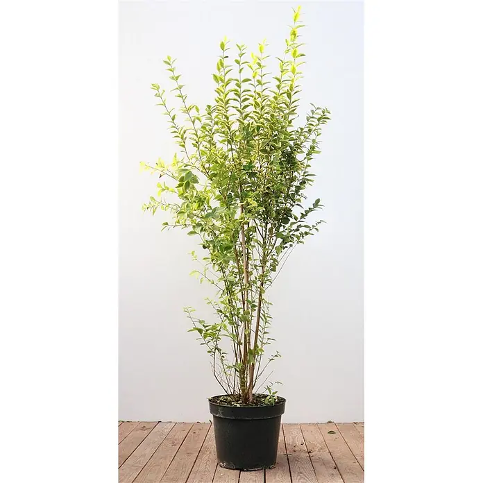 Pflanzen für dich Liguster 125-150 cm - Ligustrum ovalifolium 'Aureum', Aktuelle Wuchshöhe: 125 cm - 150 cm - Buntblättrige Pflanze mit hellgrünen Blättern in einem schwarzen Topf.