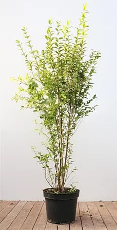Pflanzen fr dich Liguster 125-150 cm online kaufen bei BAUHAUS