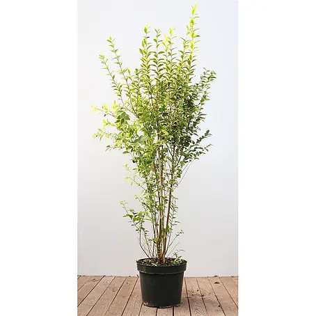 Pflanzen für dich  Liguster 125-150 cm