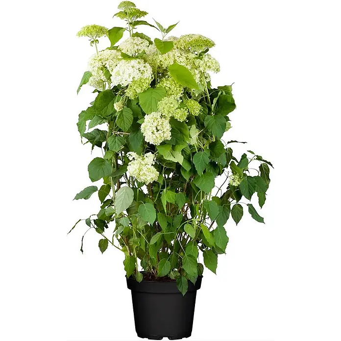 Pflanzen für dich Ballhortensie Waldhortensie - Hydrangea arborescens 'Annabelle', Weiß - Getopfte weiße und grüne Hortensienpflanze mit grünen Blättern im schwarzen Topf.