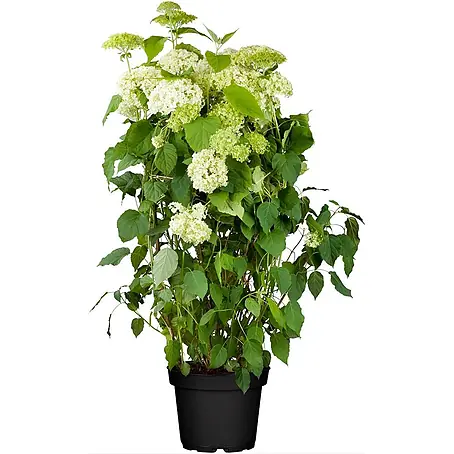 Pflanzen für dich  Ballhortensie Waldhortensie
