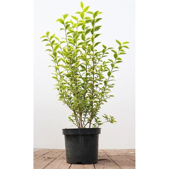 Pflanzen für dich Liguster 40-60 cm - Ligustrum ovalifolium 'Aureum', Aktuelle Wuchshöhe: 40 cm - 60 cm - Buntblättriger Strauch mit grün-gelben Blättern in einem schwarzen Topf.
