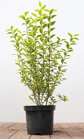 Pflanzen fr dich Liguster 40-60 cm online kaufen bei BAUHAUS
