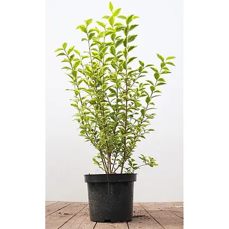 Pflanzen für dich  Liguster 40-60 cm