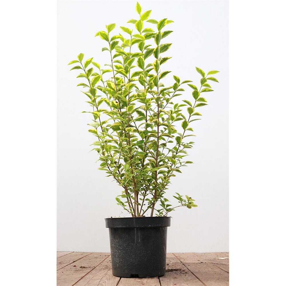liguster spirale Ovalblättriger Liguster (Ligustrum ovalifolium) | 125-150 cm mit  Wurzelballen