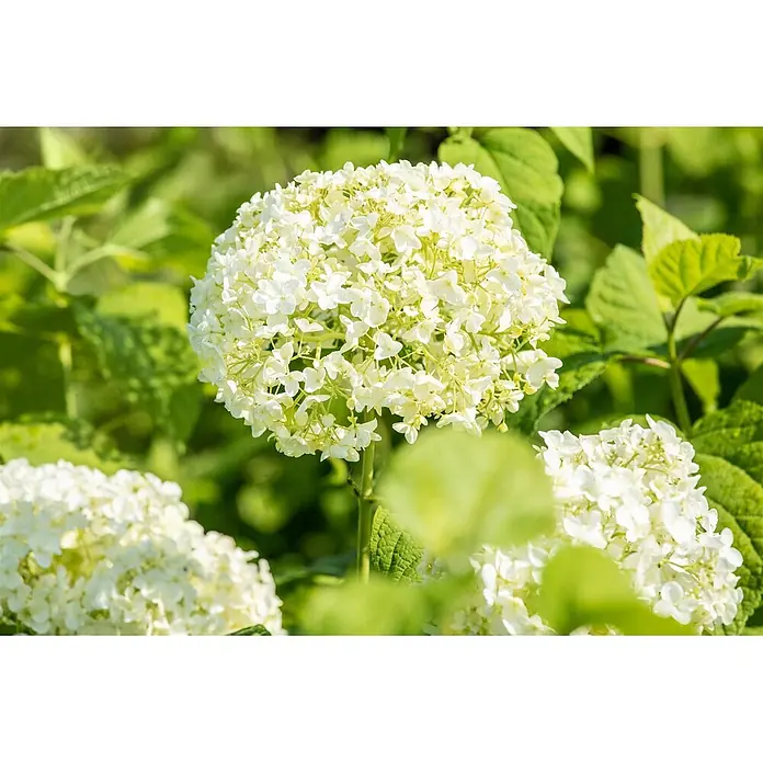 Pflanzen für dich Ballhortensie 40-60 cm - Hydrangea arborescens 'Annabelle', Weiß - Ein Büschel leuchtend weißer Hortensienblüten inmitten üppig grüner Blätter.