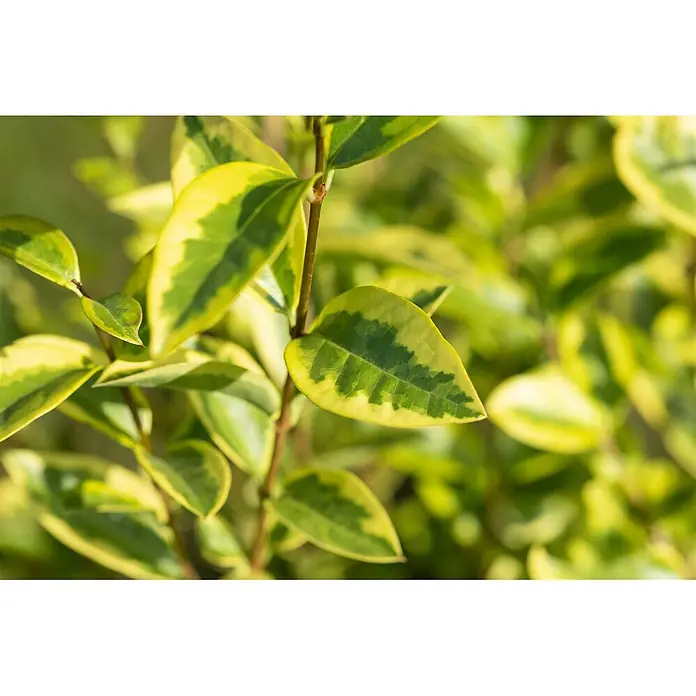Pflanzen für dich Liguster 40-60 cm - Ligustrum ovalifolium 'Aureum', Aktuelle Wuchshöhe: 40 cm - 60 cm - Nahaufnahme von leuchtend bunten Pflanzenblättern mit einem auffälligen Grün-Gelb-Muster.